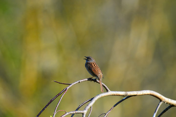 moineau