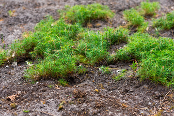 seedlings of small pine trees in the forest