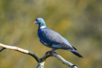 Pigeon