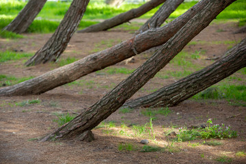 old tree trunk