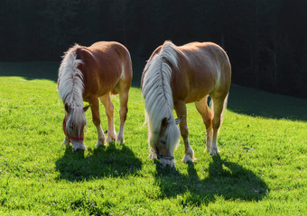 Naklejka na ściany i meble Two Haflinger Ponys grazing on a green field. Bavaria, Germany