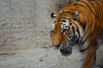 a big tiger in the zoo