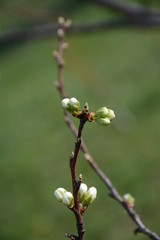 Small buds of a cherry flower in early spring on a branch on a blurred background
