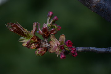  Delicate pink sakura buds are preparing for flowering