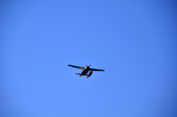 Fototapeta na wymiar Seaplane flying in cler blue sky.