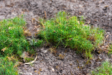 seedlings of small pine trees in the forest