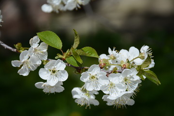 Fototapeta premium Closeup branch of a blossoming cherry on a blurred green background