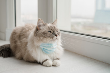 A fluffy Neva masquerade cat in a small medical mask lies on the white floor near the window