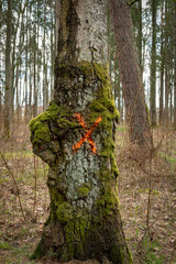Red cross painted on a tree trunk. Old tree overgrown with moss. Logging