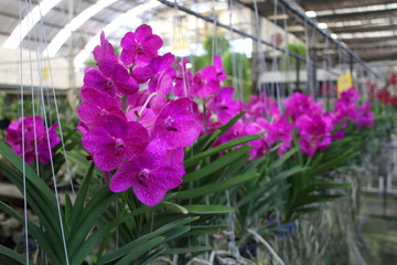 Row of vanda orchids are hanging indoor, violet flowers and green leaves of Thai orchid, Thailand.