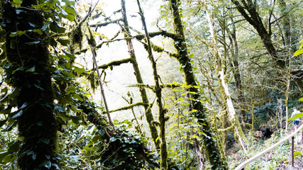 Sochi is a very beautiful nature, forest, and a small mountain river.