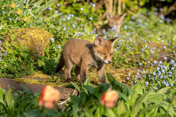 A small newborn fox cub exploring a flower garden in British spring time