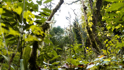 Sochi is a very beautiful nature, forest, and a small mountain river.