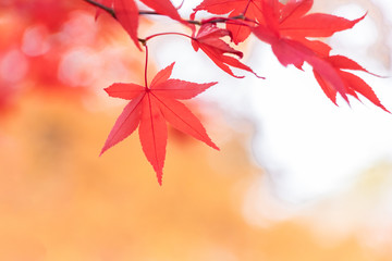 オレンジの紅葉を背景に赤く染まるモミジの葉