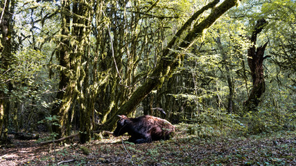 Sochi is a very beautiful nature, forest, and a small mountain river.