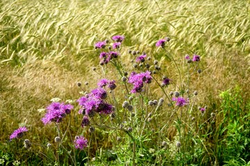Fototapeta premium Spear thistle flower and rye field in the background