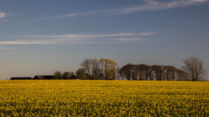 Obraz premium Scanian landscape (rapeseed field)