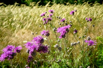 Obraz premium Spear thistle flower and rye field in the background