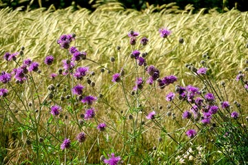 Spear thistle flower and rye field in the background