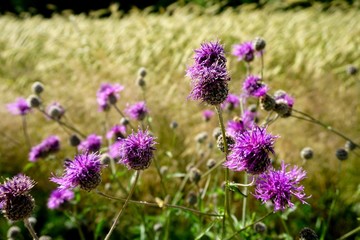 Obraz premium Spear thistle flower and rye field in the background