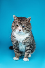 Old Cross breed cat sitting in front of blue background