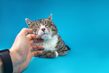 Close up of Unrecognizable man caressing old cat