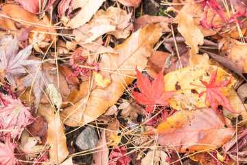森の地面に落ちた松ぼっくりや色とりどりの紅葉の枯葉