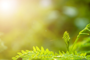 Nature blurred background, green leaves copy Space used for making websites or magazines background.