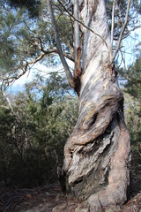 Beautiful twisted tree reaches up to the sky