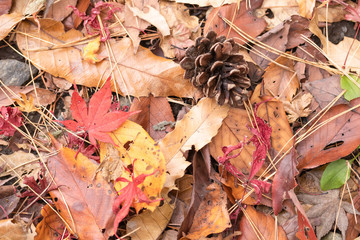紅葉の落ち葉、森の地面に落ちた松ぼっくりや色とりどりのじゅうたん