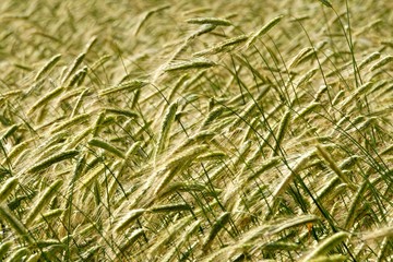 Rye field background.  Beautiful Cereal Background   