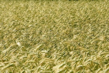 Rye field background.  Beautiful Cereal Background   