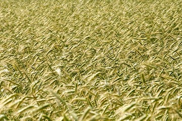 Rye field background.  Beautiful Cereal Background   