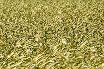 Rye field background.  Beautiful Cereal Background   