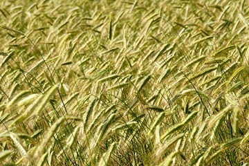 Rye field background.  Beautiful Cereal Background   