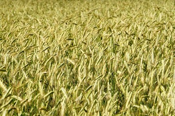 Rye field background.  Beautiful Cereal Background   