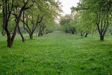 Green meadow in the apple orchard between the rows of trees