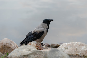 Crow in profile sits on a stone near the water on the river bank