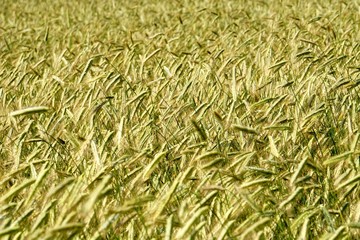 Rye field background.  Beautiful Cereal Background   