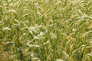 Obraz premium Rye field background. Beautiful Cereal Background 