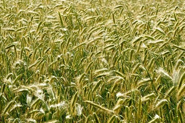 Rye field background.  Beautiful Cereal Background   