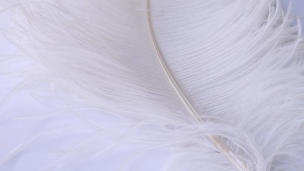 Light, delicate ostrich feather. White feather on a white