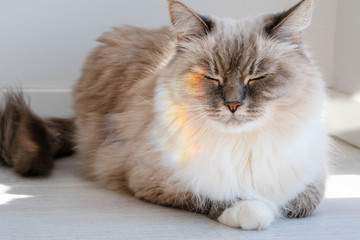 Fototapeta premium Fluffy cat lies squinting with a rainbow on her face