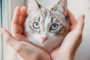 The hands hold the head of a Siamese cat