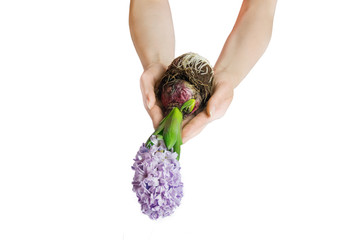 Dłonie trzymające hiacynta