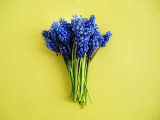 Bouquet of mouse hyacinths on a yellow background