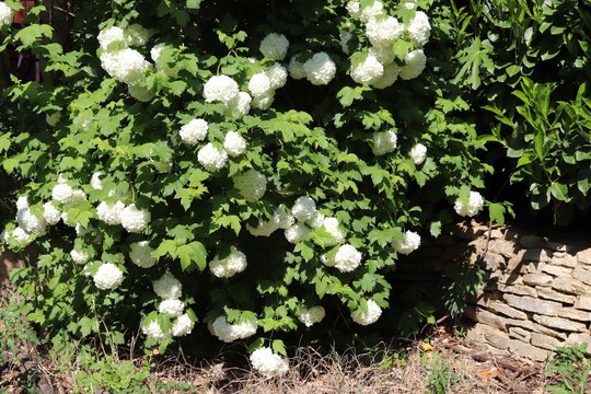 Fleurs blanches boule de neige ou viorne obier, du latin Viburnum opulus roseum au printemps - Village de Corbas - D&eacute;partement du Rh&ocirc;ne - France