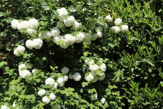 Fleurs blanches boule de neige ou viorne obier, du latin Viburnum opulus roseum au printemps - Village de Corbas - D&eacute;partement du Rh&ocirc;ne - France