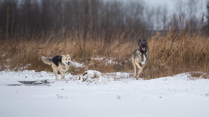 Naklejka premium Dogs running on a snowy field in winter forest