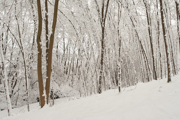 Woods in snow in Feltre valley